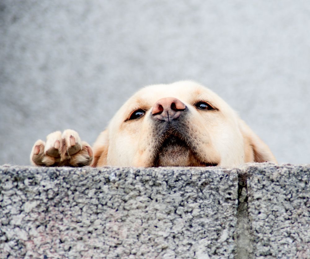 The Rule Always Wins